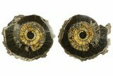 Cut & Polished Ammonite (Speetoniceras) Fossil With Druzy Pyrite #175077-6